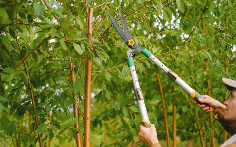 Tree trimming in South English, IA