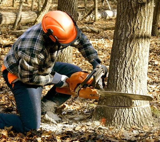 Tree Removal in South English, IA